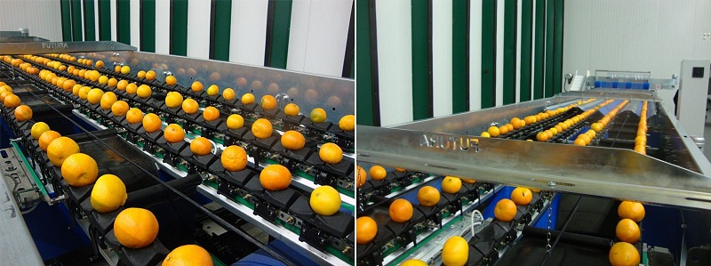 day chuyen phan loai san pham nong san day chuyen phan loai san pham nong san