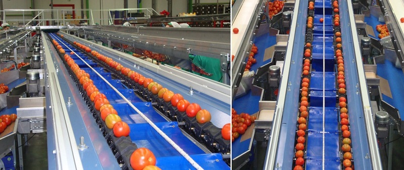 day chuyen phan loai ca chua day chuyen phan loai ca chua